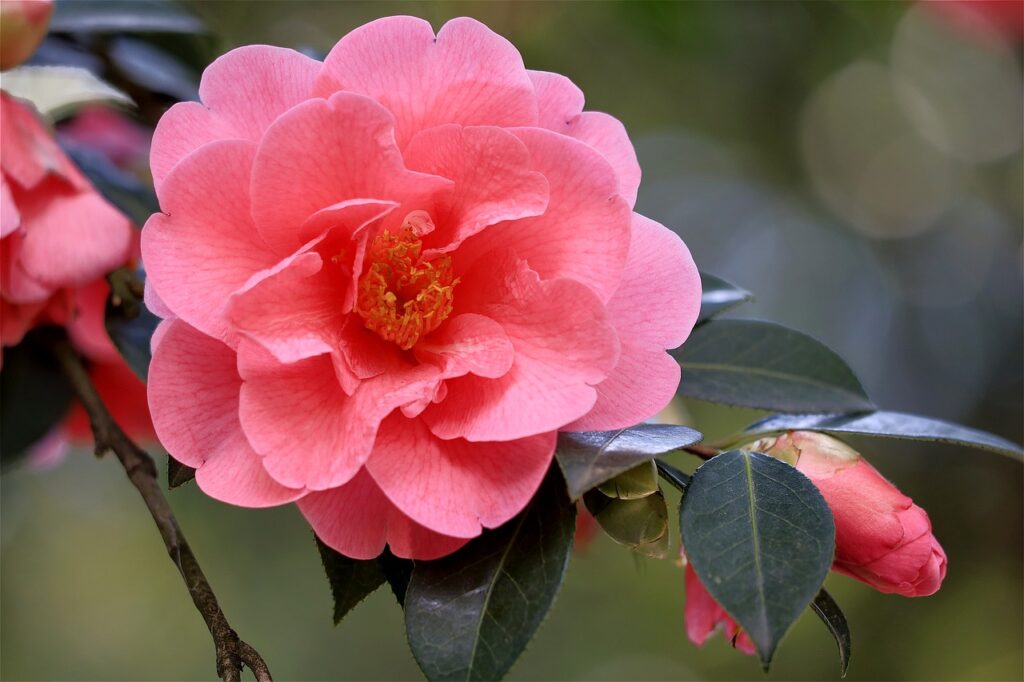 camellia 7170471 1280